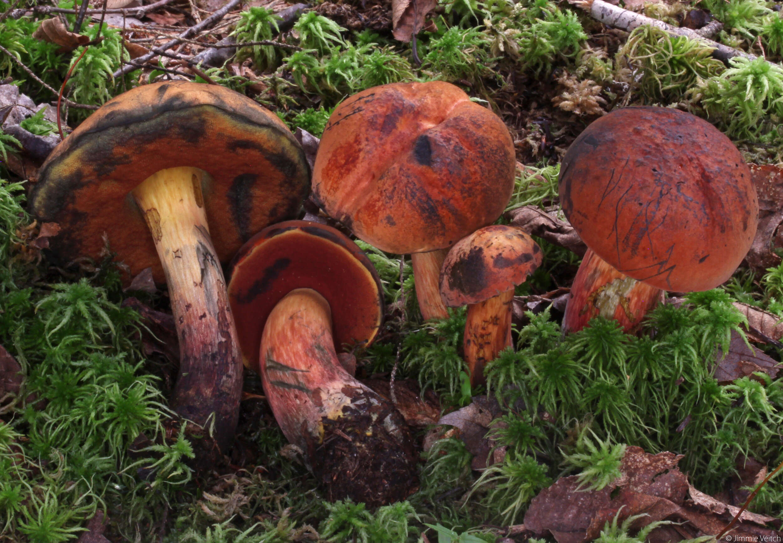 Imagem de Boletus subvelutipes