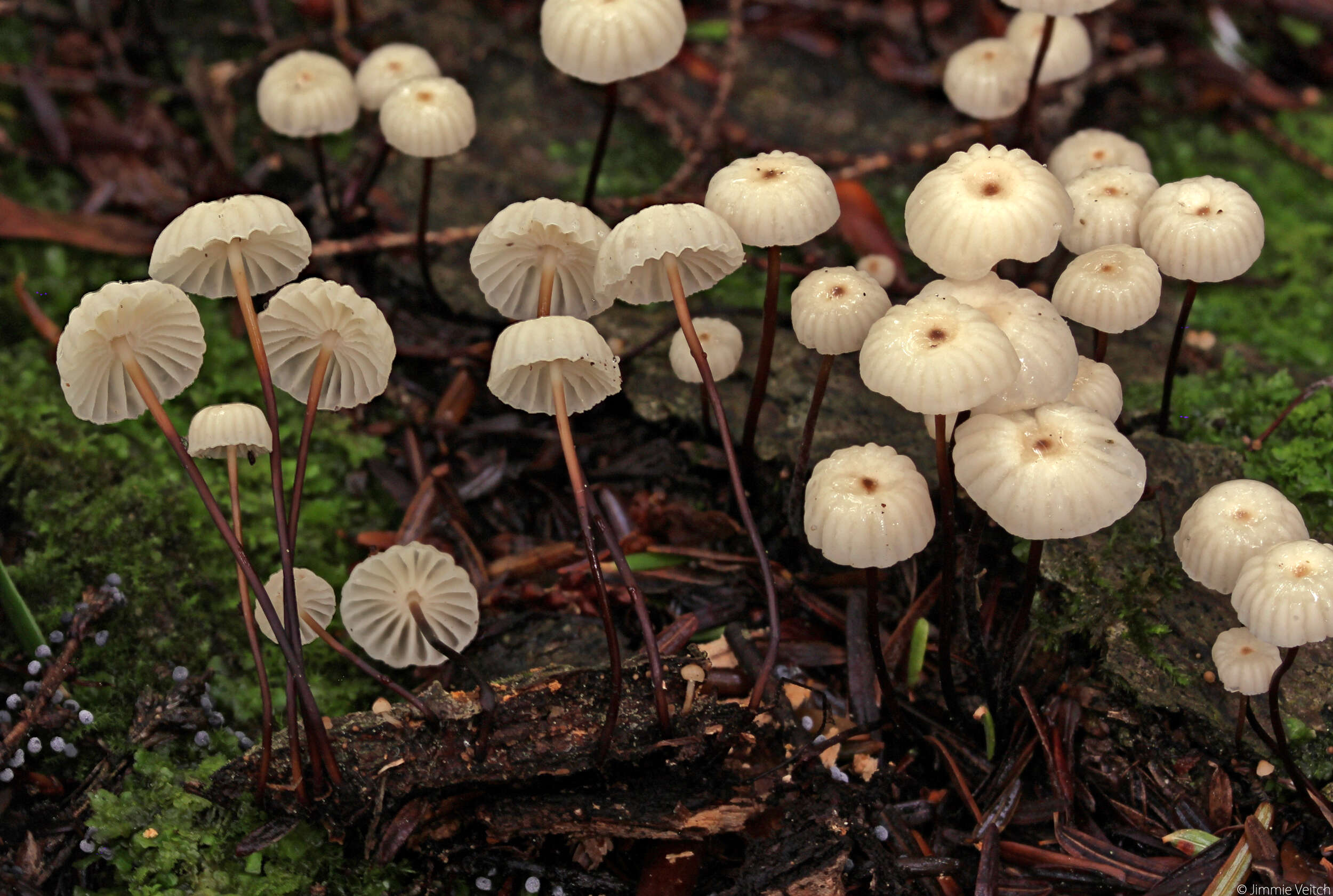 Image of Marasmius rotula (Scop.) Fr. 1838