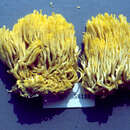 Ramaria flavosaponaria R. H. Petersen 1986 resmi