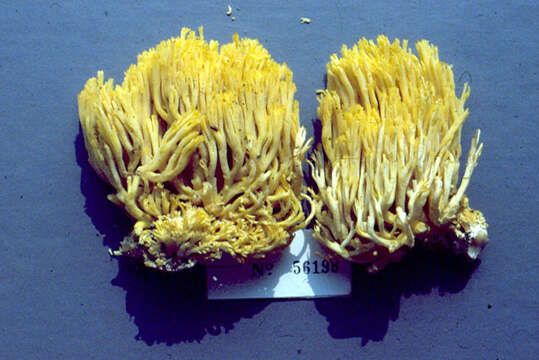 Image de Ramaria flavosaponaria R. H. Petersen 1986