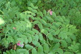 Image of Black Pea