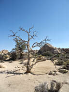 Image of singleleaf pinyon