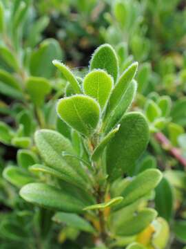 Image of bearberry