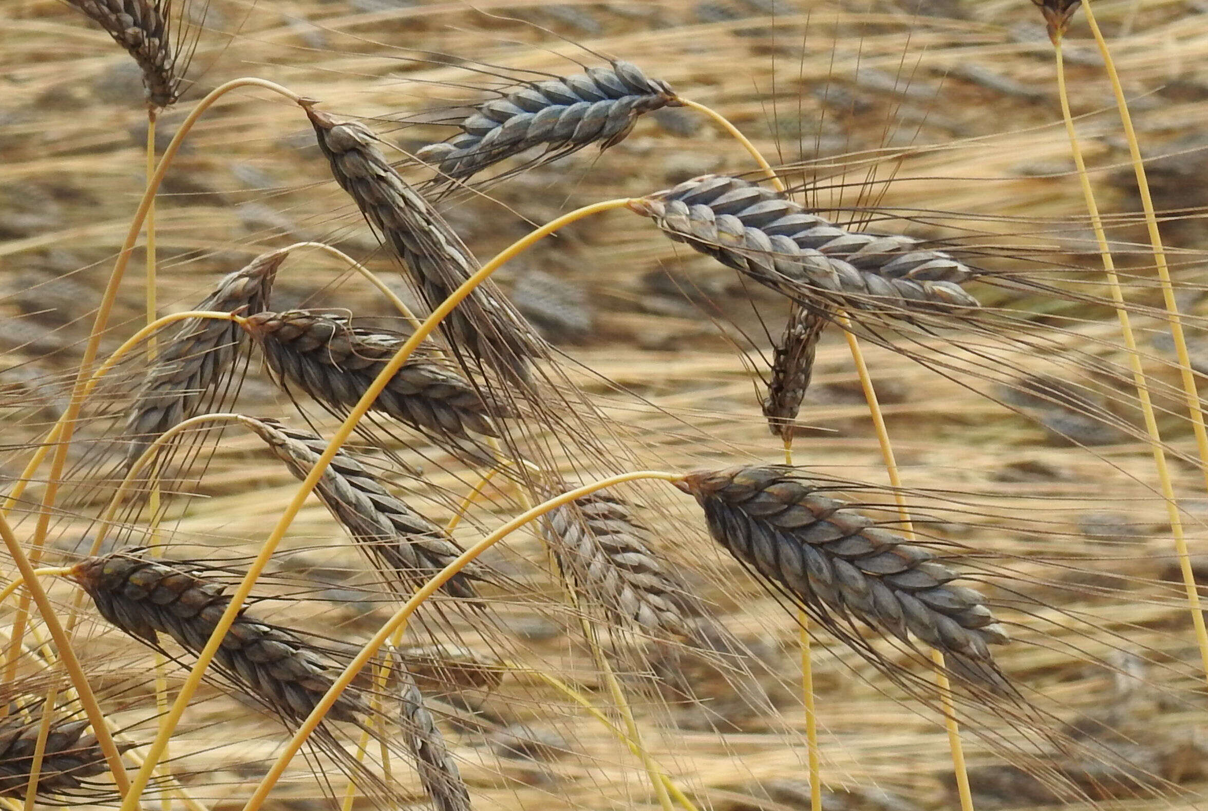 Plancia ëd Triticum turgidum subsp. dicoccum (Schrank ex Schübl.) Thell.