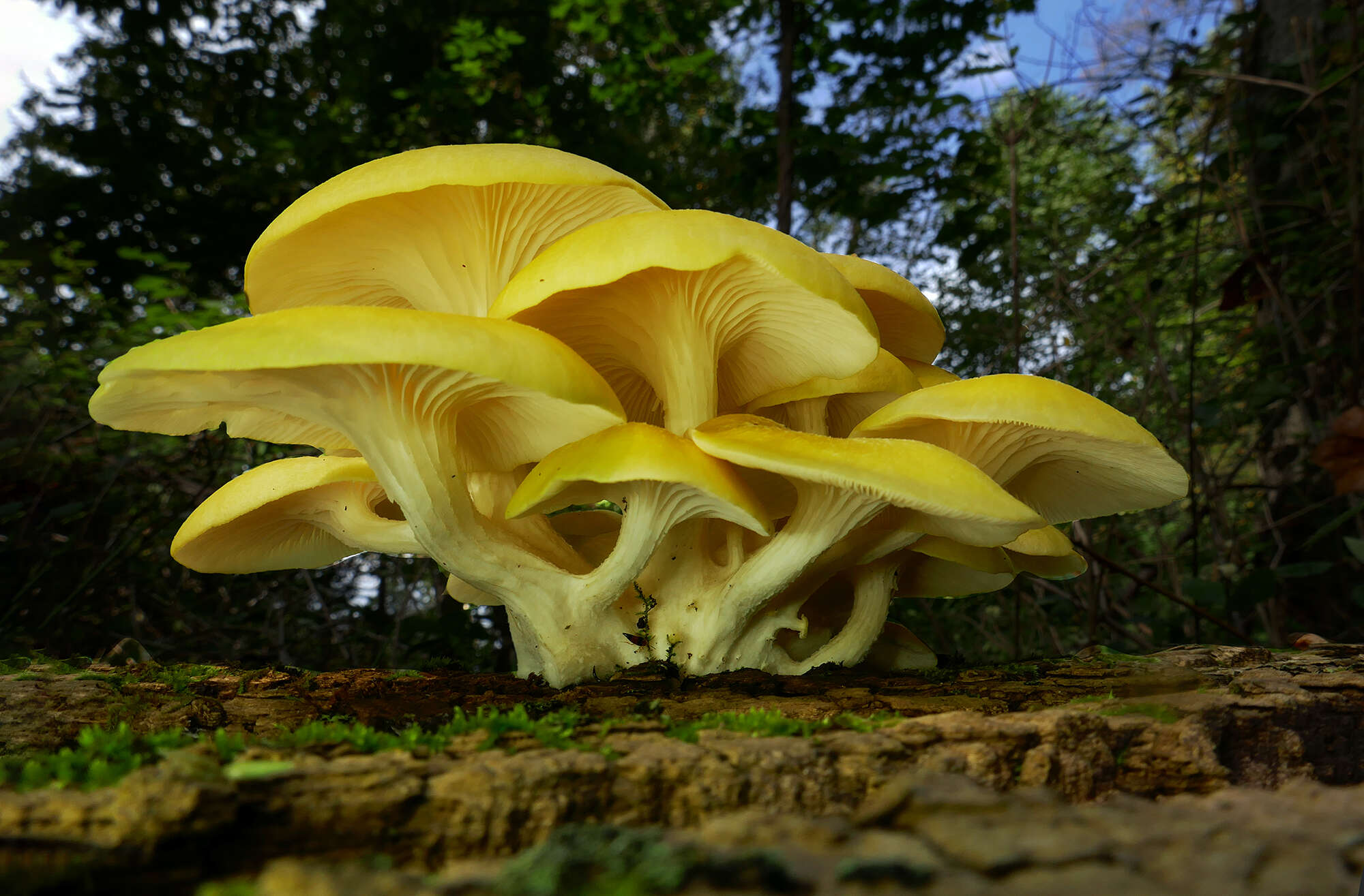 Pleurotus citrinopileatus Singer 1942 resmi