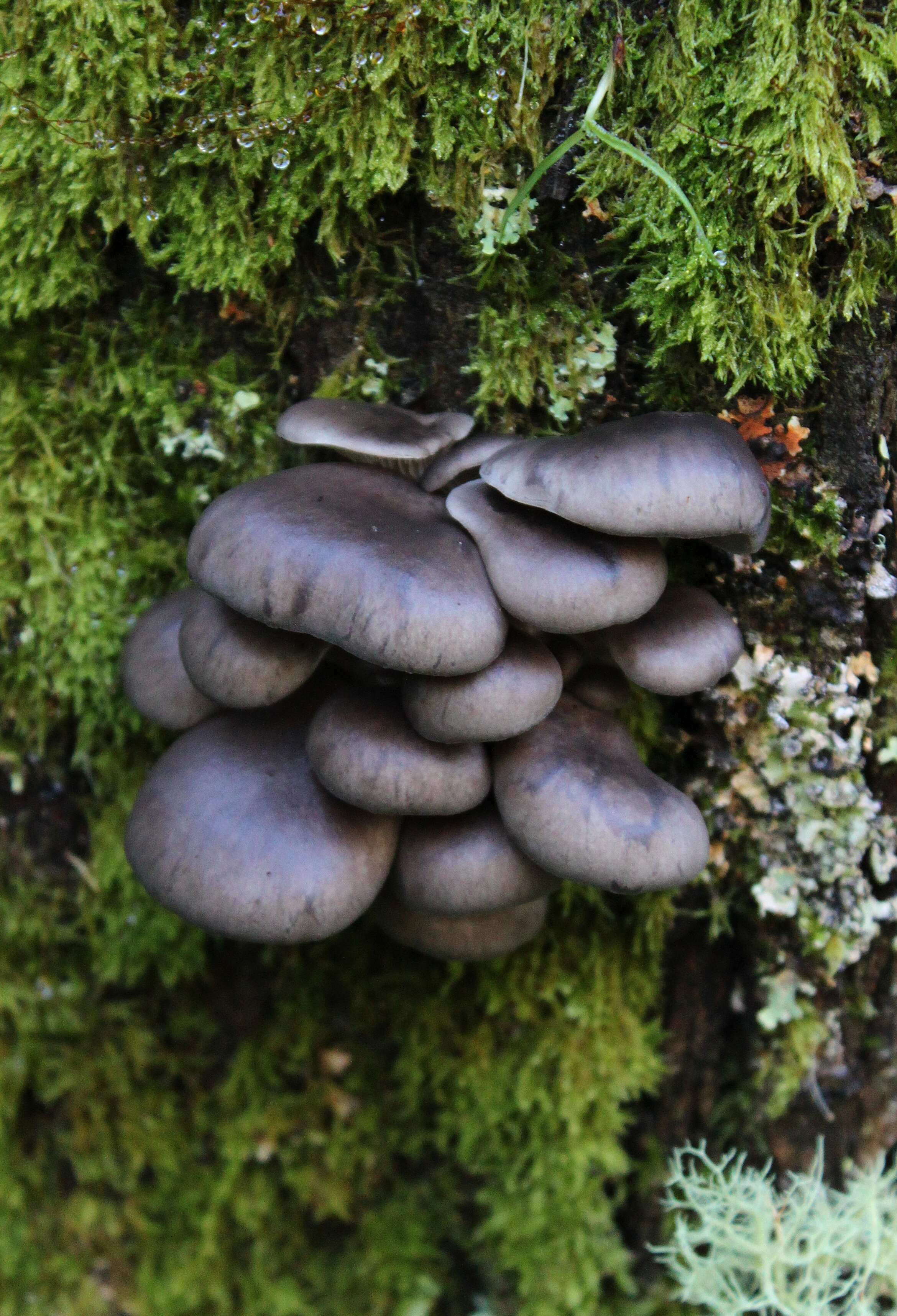 Plancia ëd Pleurotus australis Sacc. 1891