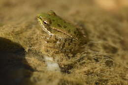 Image of Perez's Frog