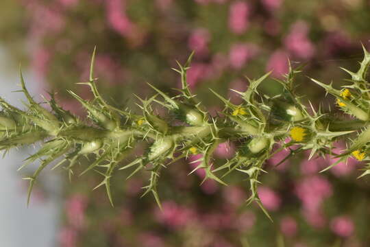 Image of Spanish oyster thistle