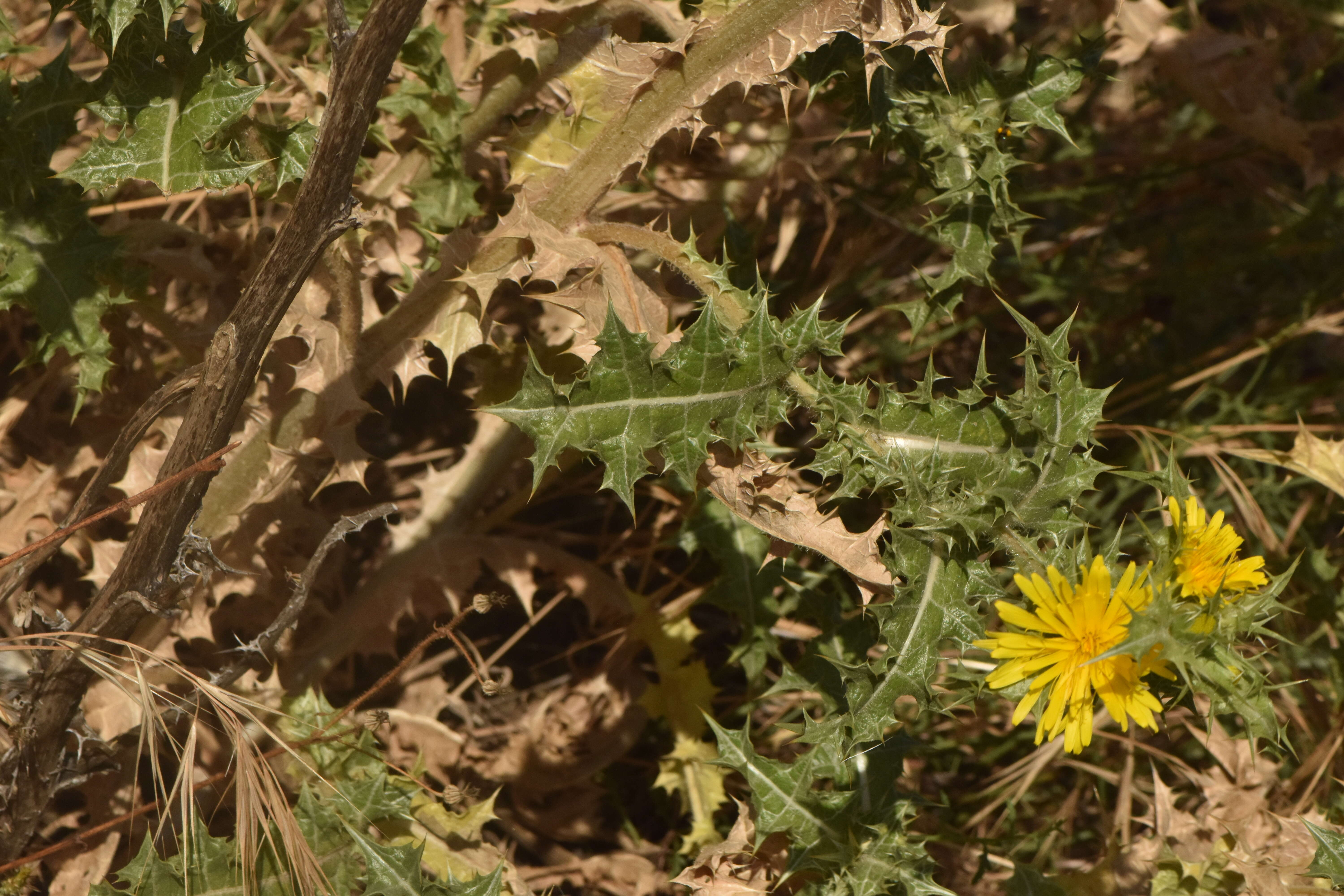 Image of Spanish oyster thistle