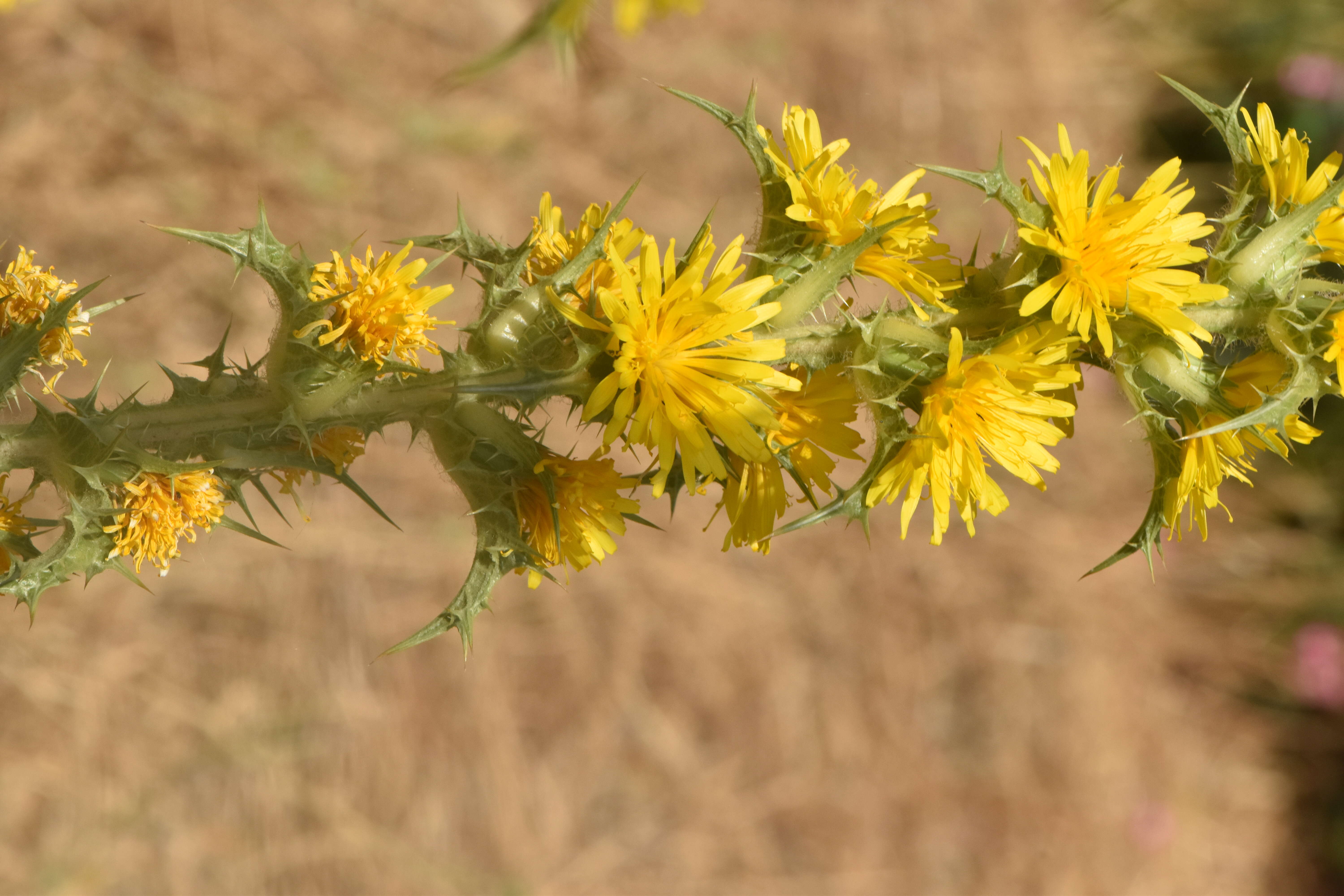 Image of Spanish oyster thistle