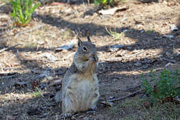 صورة Otospermophilus Brandt 1844