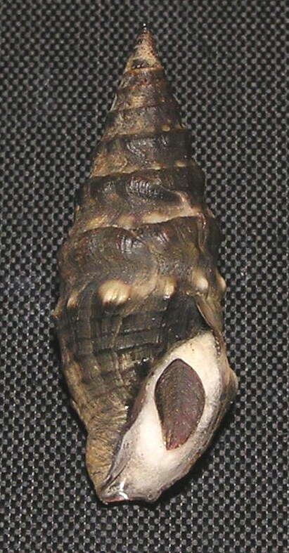 Image of Crassispira rudis (G. B. Sowerby I 1834)