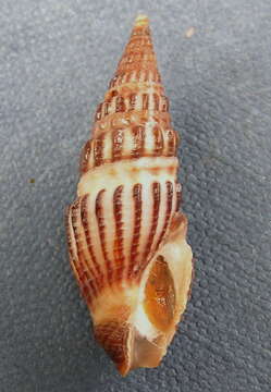 Crassispira turricula (G. B. Sowerby I 1834)的圖片