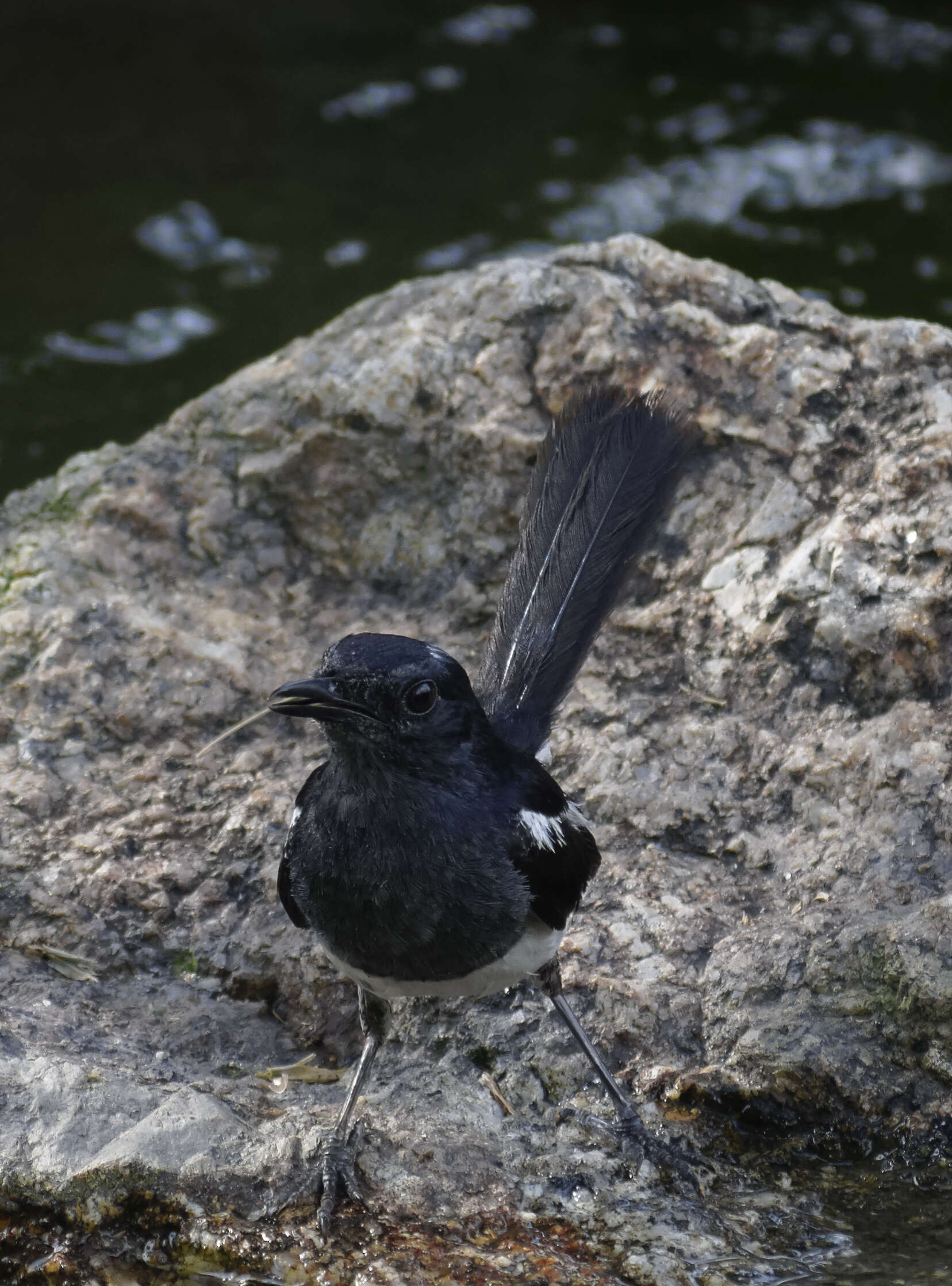 Image of Oriental Magpie Robin