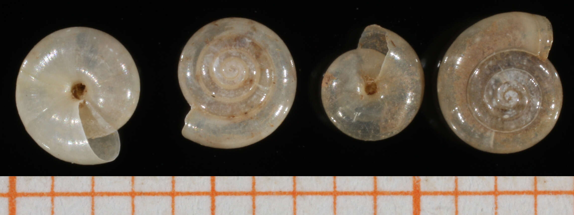 Image of common crystal snail