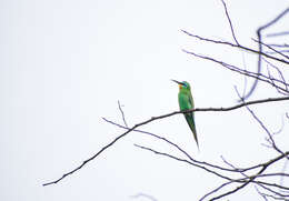 Image of Blue-cheeked Bee-eater