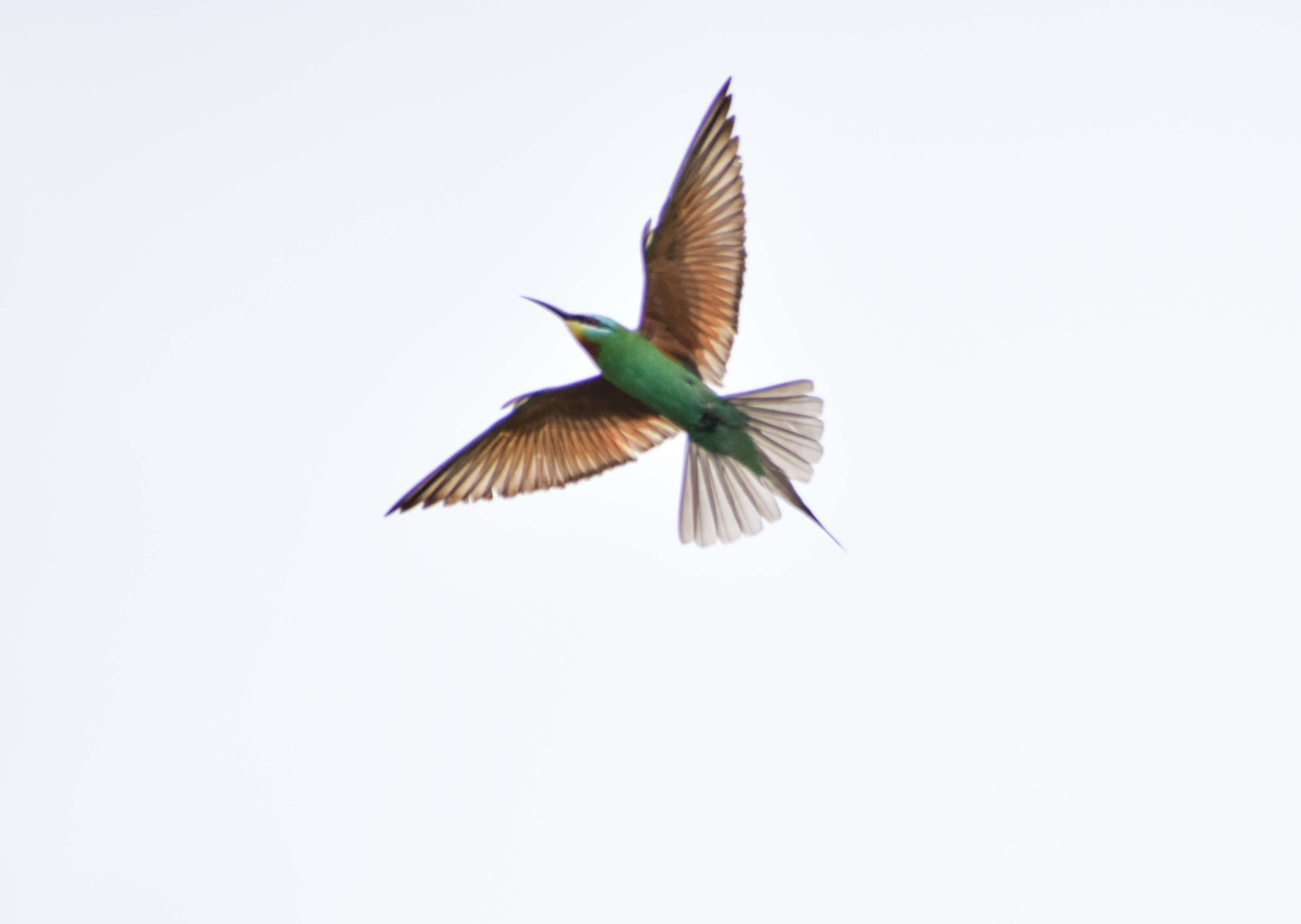 Image of Blue-cheeked Bee-eater