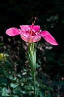 Image of Mexican Shellflower