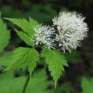 Imagem de Actaea rubra (Ait.) Willd.