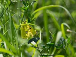 Image of clouded yellow