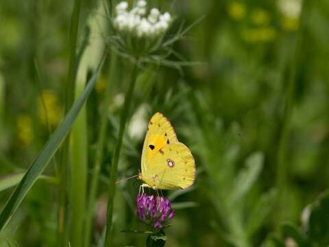 Image of clouded yellow