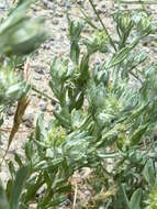 Image of broad-leaved cutweed