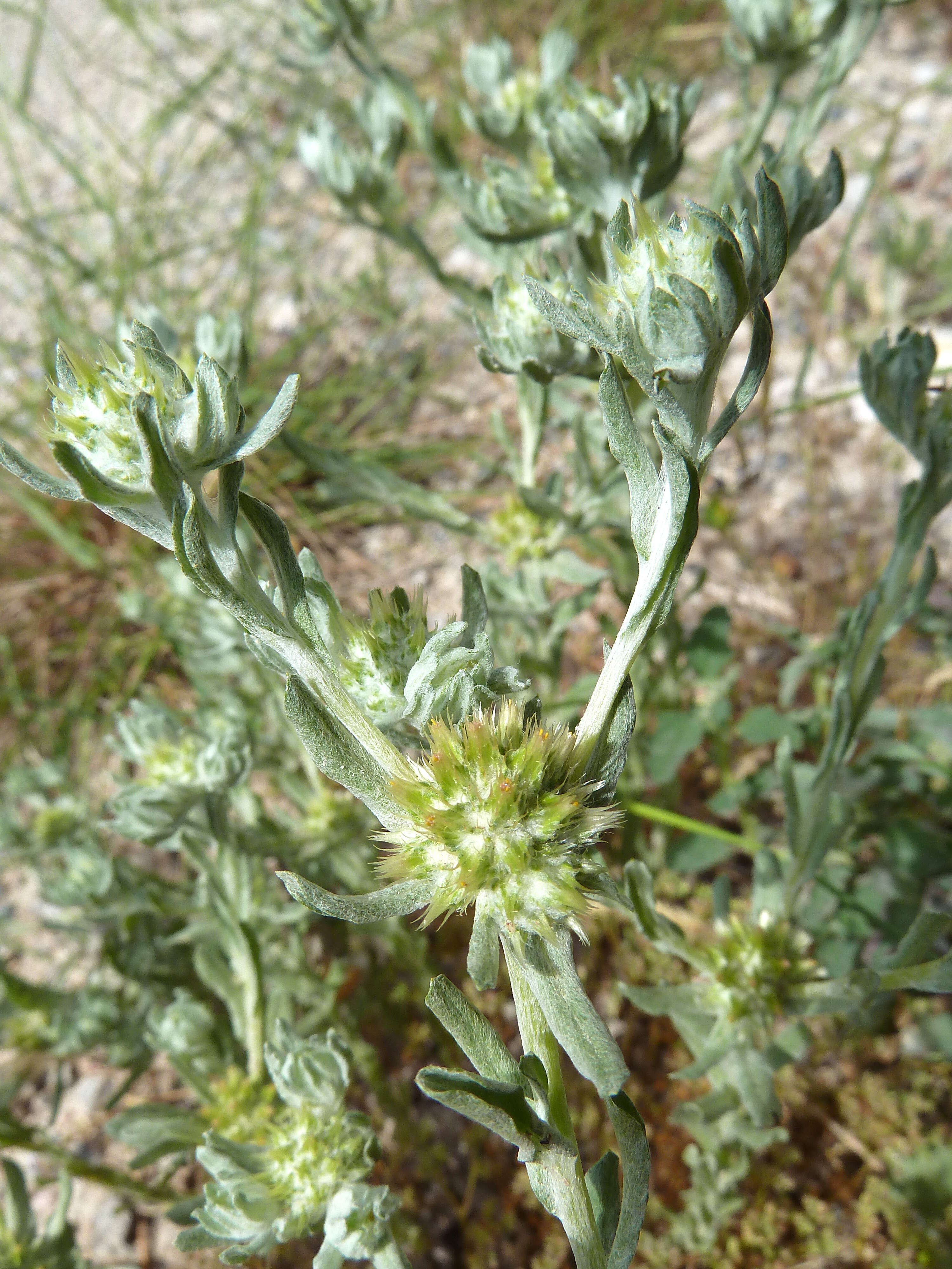 Image of broad-leaved cutweed