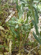 Image of broad-leaved cutweed