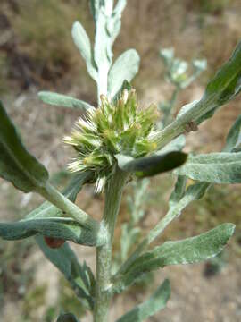 Image of broad-leaved cutweed