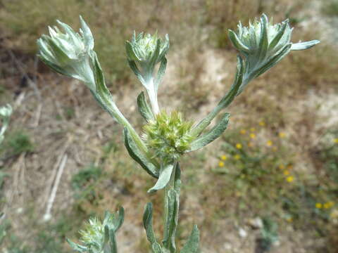 Image of broad-leaved cutweed