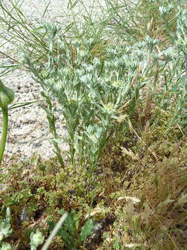 Image of broad-leaved cutweed