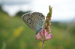 Image of Phengaris arion