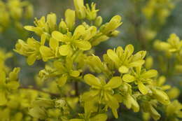 Image of Buckler Mustard