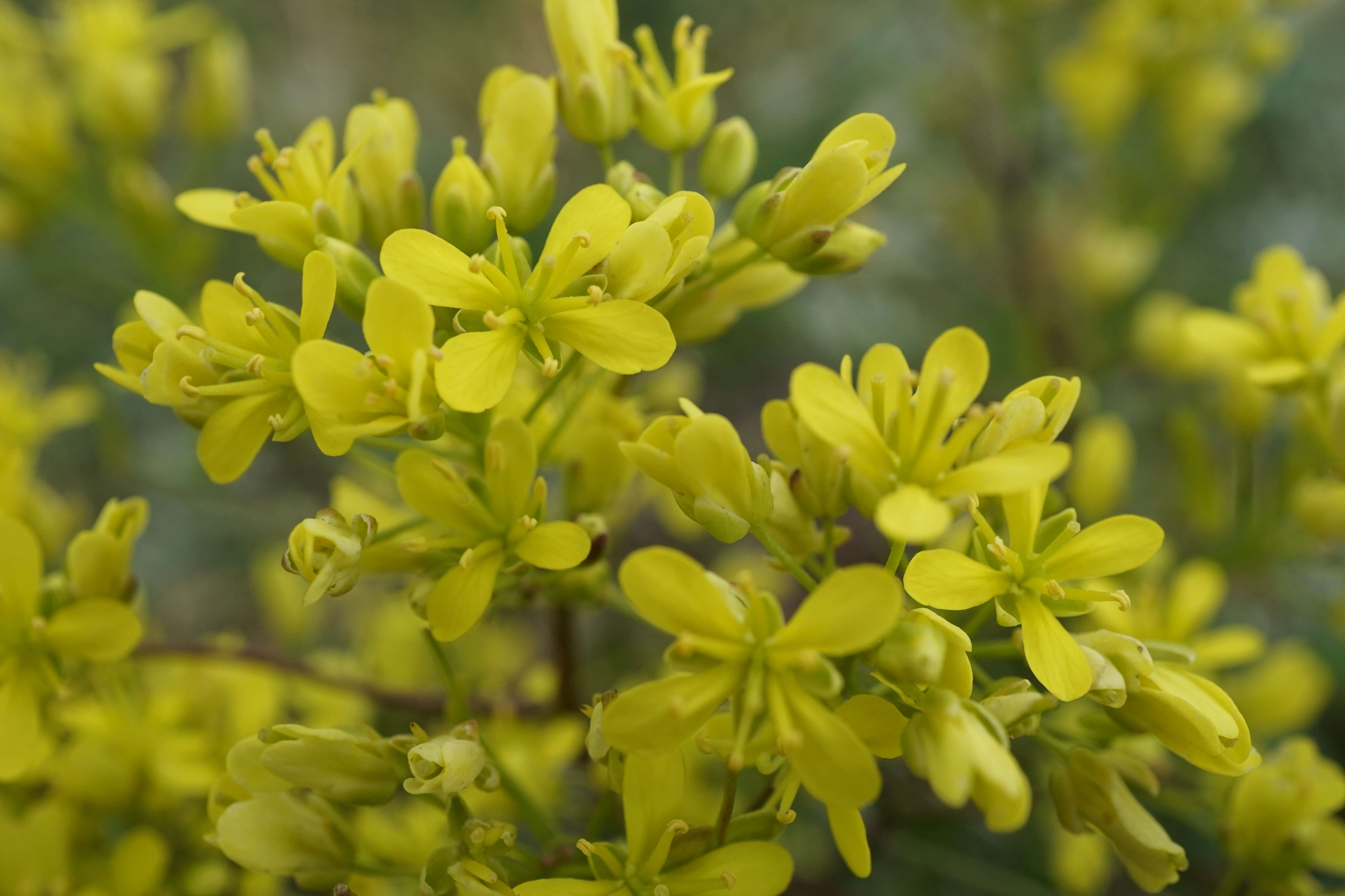 Image of Buckler Mustard