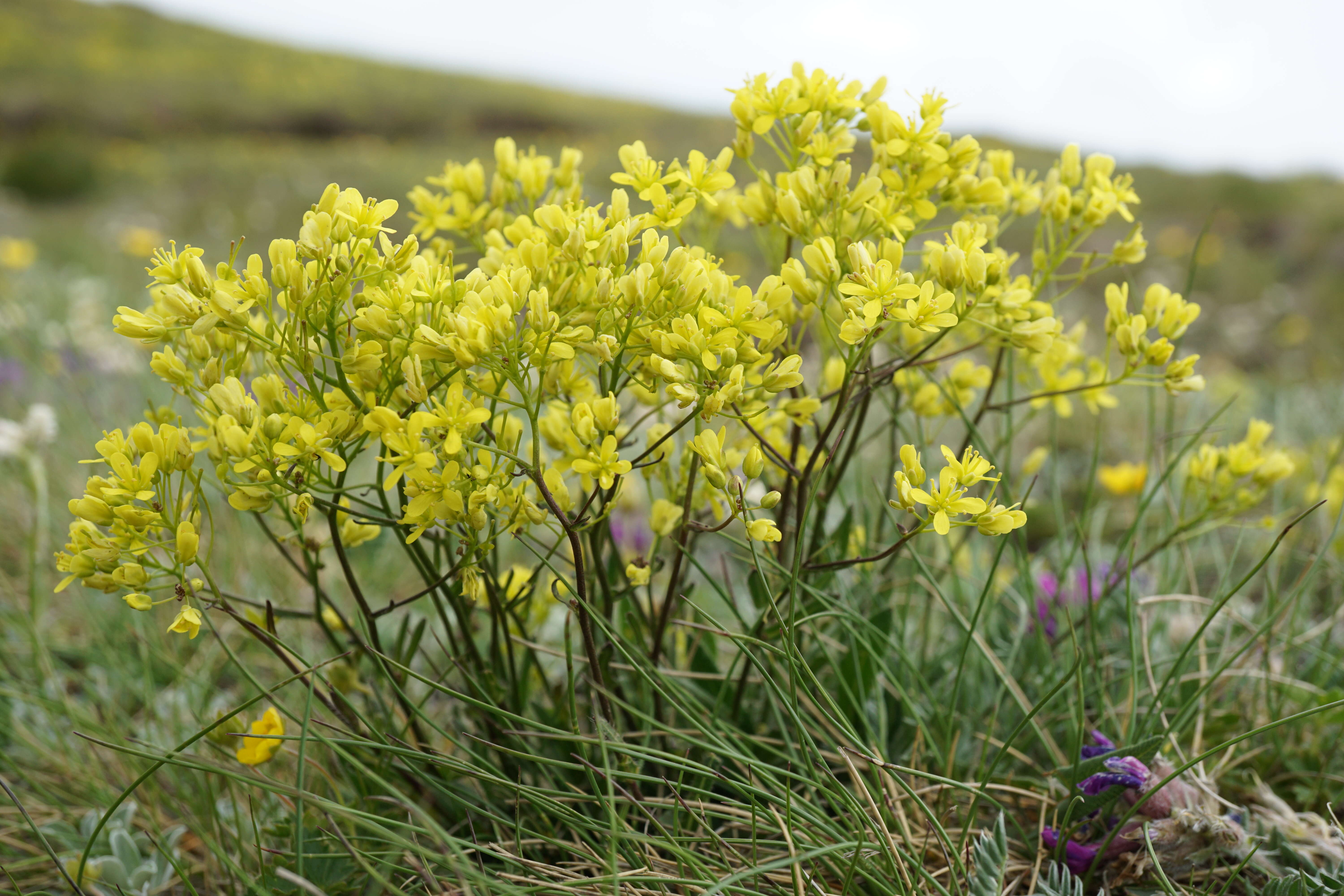 Image of Buckler Mustard