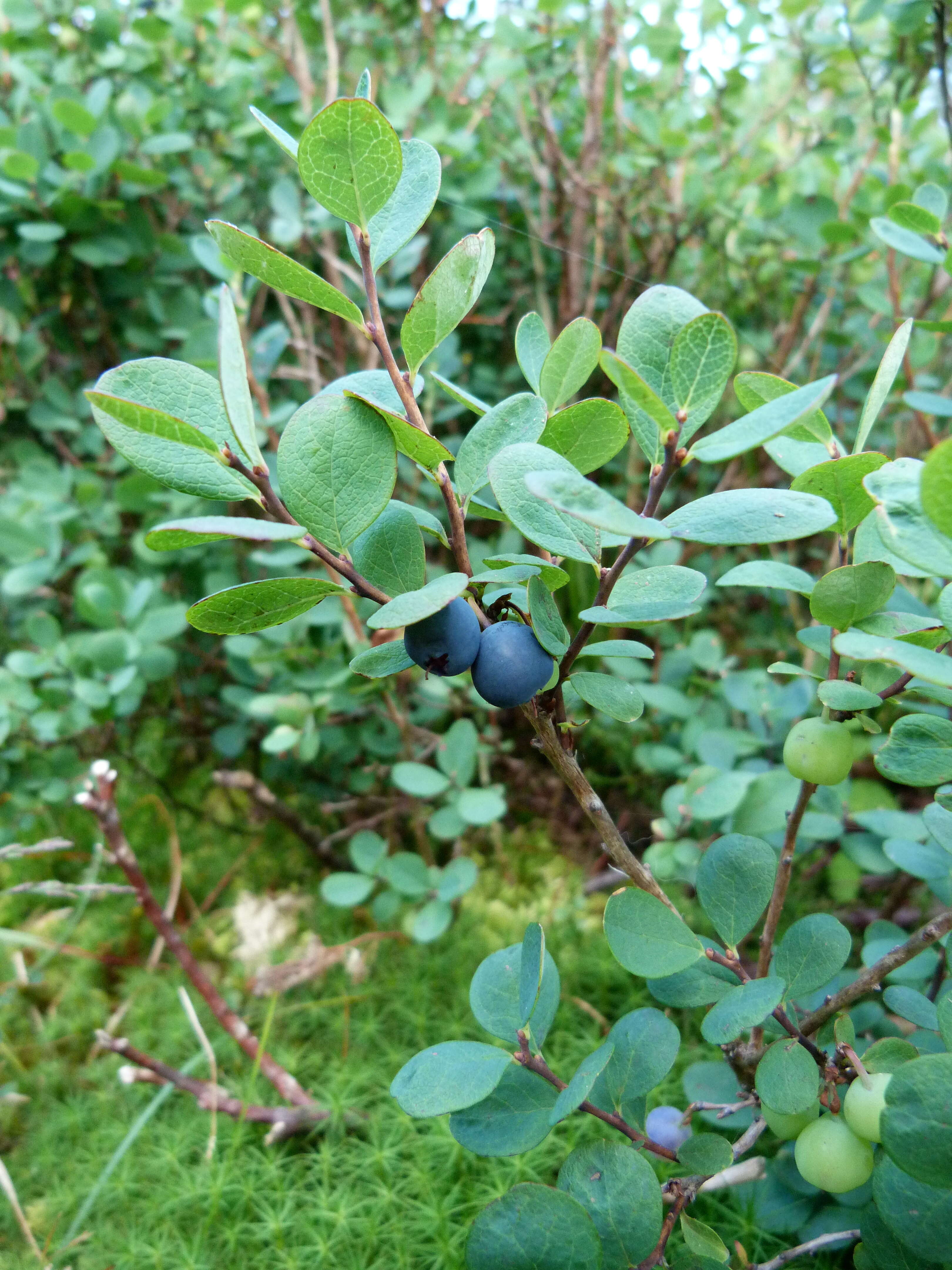 Image of alpine bilberry