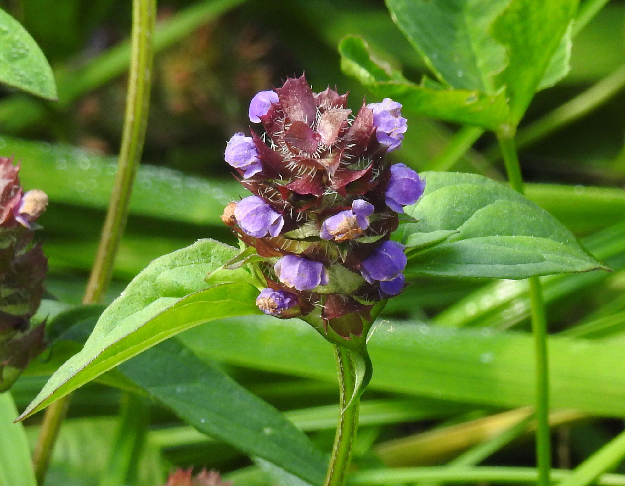 Image of common selfheal