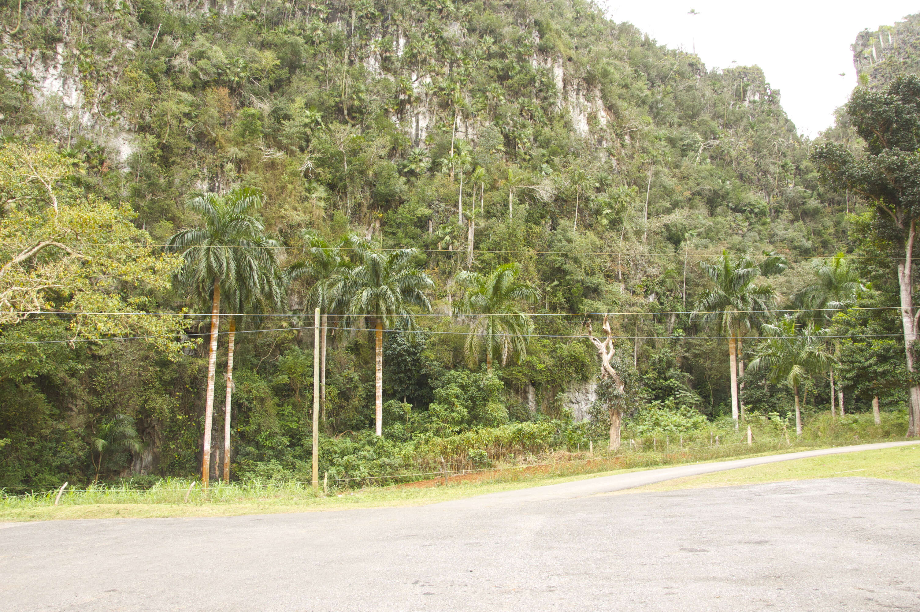 Image of Cuban Royal Palm