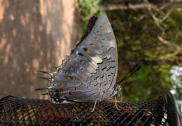 Imagem de Charaxes solon Fabricius 1793