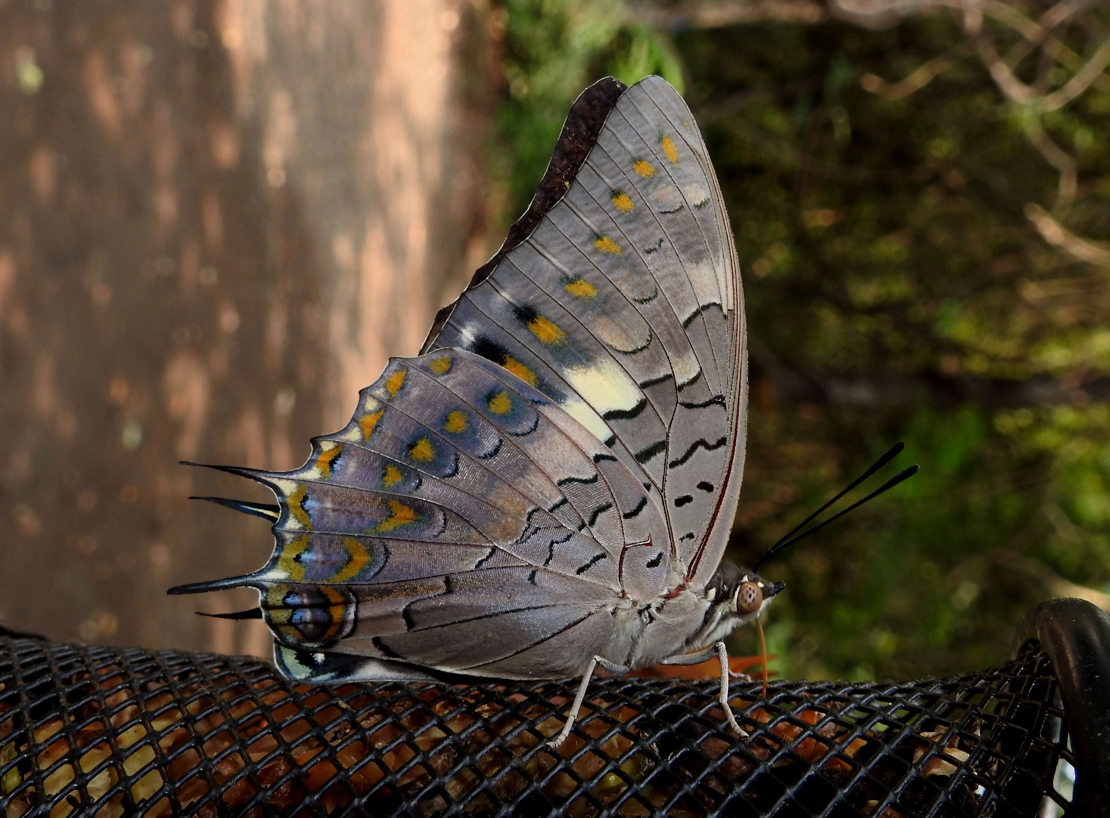 Imagem de Charaxes solon Fabricius 1793