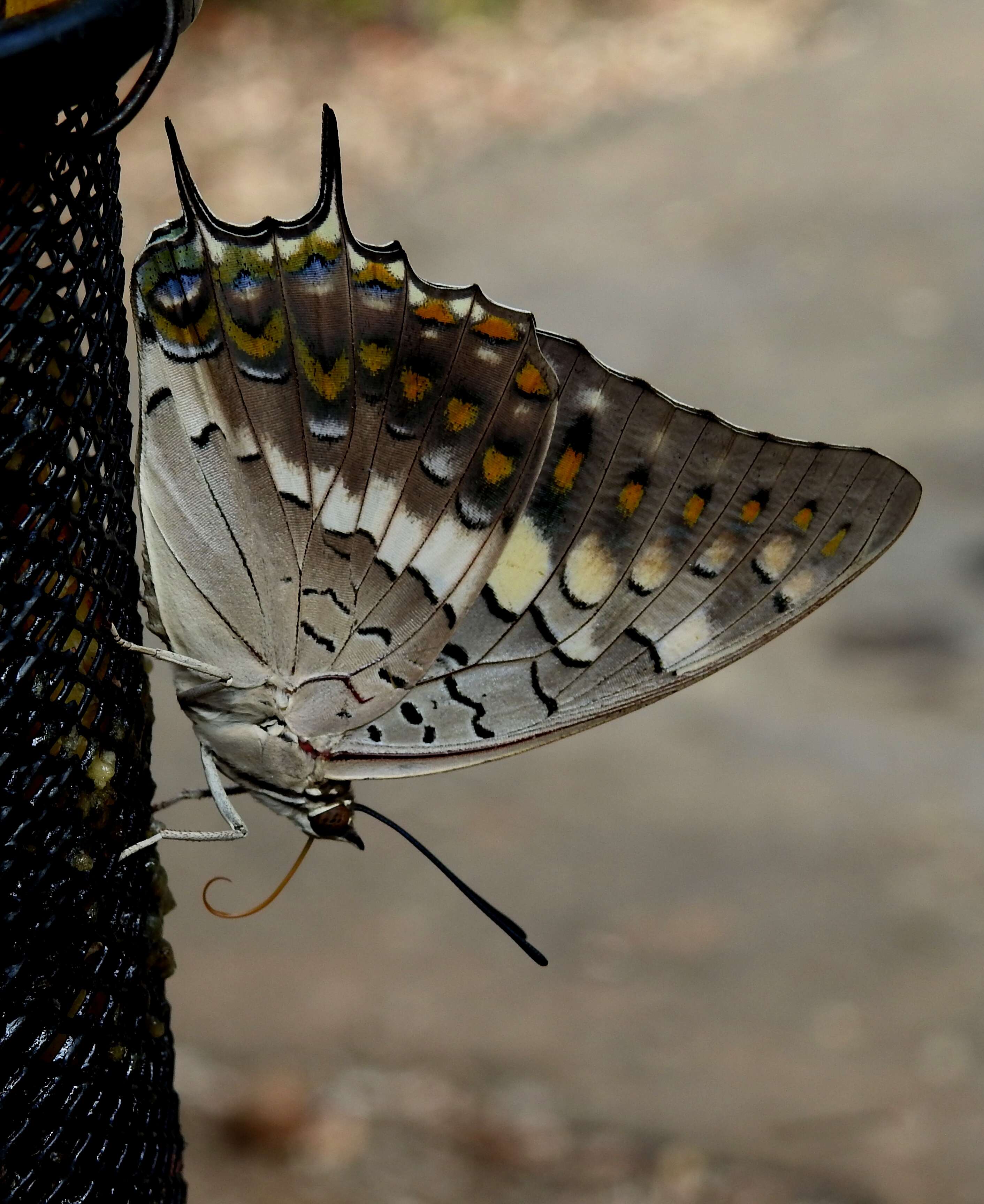 Imagem de Charaxes solon Fabricius 1793