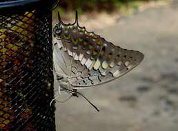 Imagem de Charaxes solon Fabricius 1793