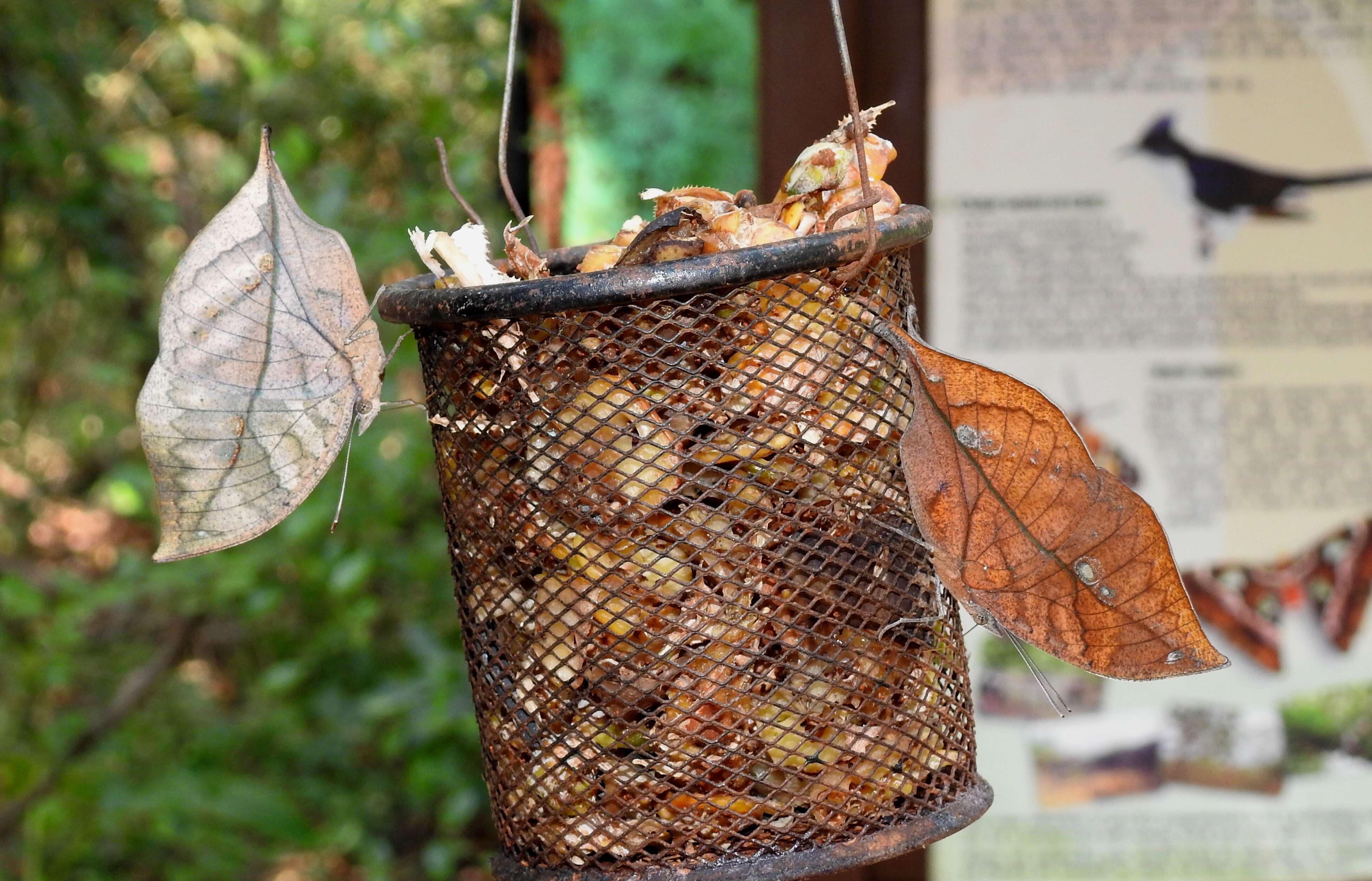 Image of Sahyadri blue oakleaf