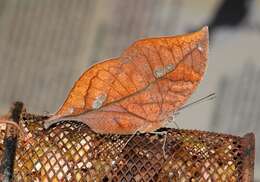 Image of Sahyadri blue oakleaf