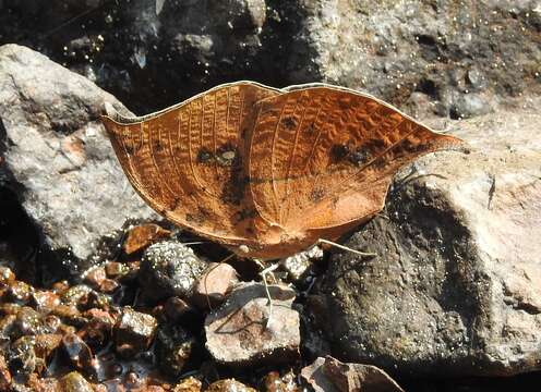 Image of Sahyadri blue oakleaf