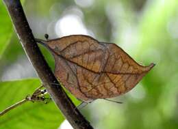 Image of Sahyadri blue oakleaf