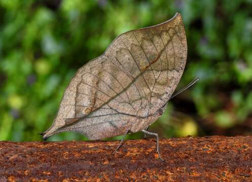 Image of Sahyadri blue oakleaf