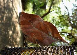 Image of Sahyadri blue oakleaf