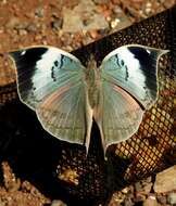 Image of Sahyadri blue oakleaf