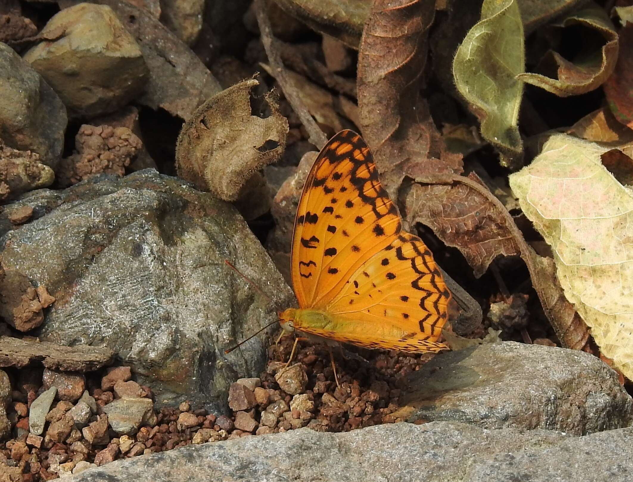 Image of Common Leopard